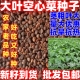 大叶空心菜种子四季 菜空心菜籽蔬菜大叶空心菜种籽种孑农家庭院