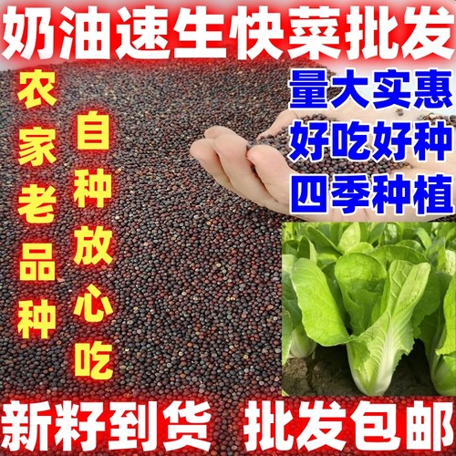 奶油速生快菜种籽小白菜种籽论斤卖庭院蔬菜种籽奶油速生快菜种