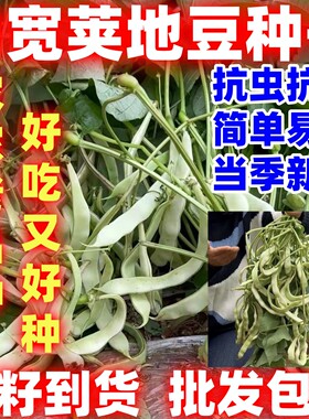 宽荚白不老架豆种子四季豆角地豆种子好吃白云豆蔬菜种子无筋早熟