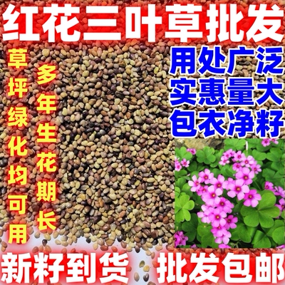 四季好种易活幸运草三叶草红三叶护坡草坪四季青草坪种子牧草种子
