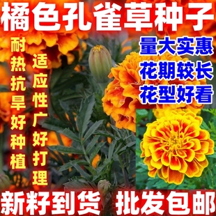 橙色孔雀草花种子易种草花种子庭院室外景观花卉四季易种花草种籽