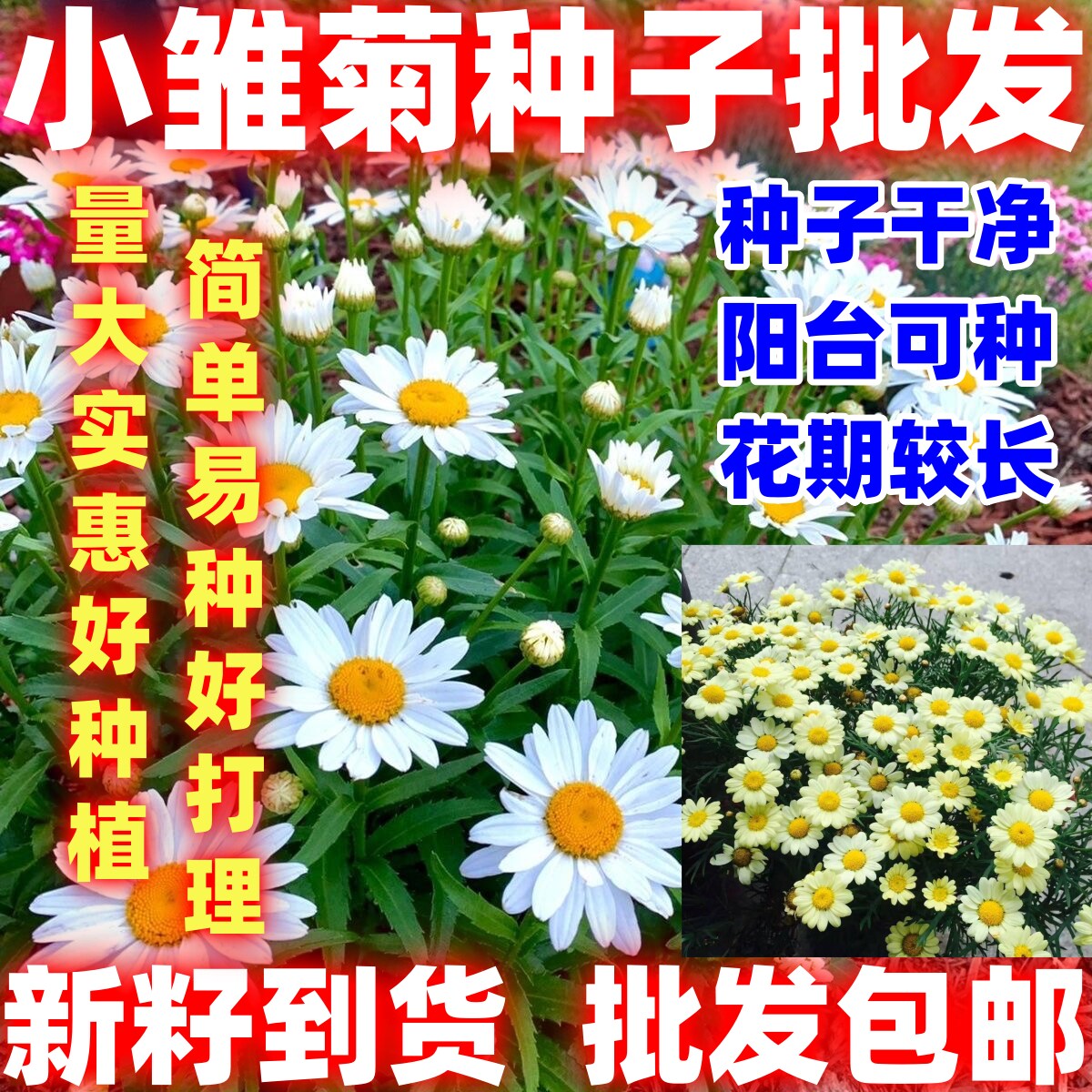 小雏菊花种子四季播种开花易活室内外花卉植物盆栽庭院菊简单易种