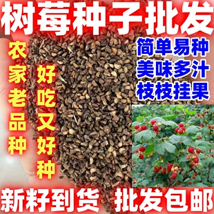 当季新籽树莓种子种籽庭院阳台盆栽野生覆盆子种子盆地栽红树莓种
