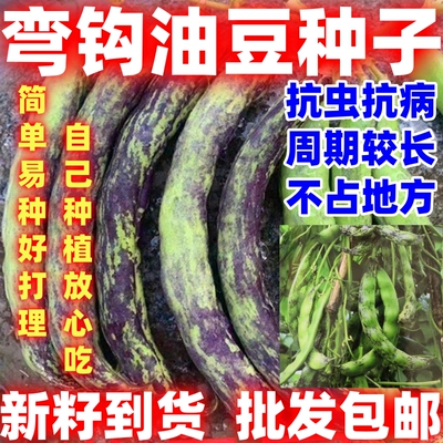 豆角种子弯钩油豆种子架豆角籽大油豆角圆马子简单易种好打理种子