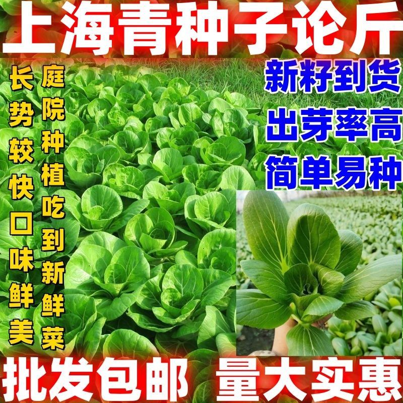 上海青种子四季包邮论斤销售农家蔬菜种子绿色青菜四季可播种易种