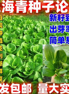 上海青种子四季包邮论斤销售农家蔬菜种子绿色青菜四季可播种易种