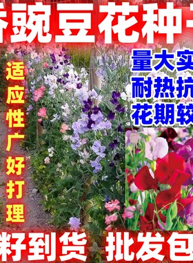 香豌豆种子花豌豆种籽田园花镜室外爬藤盆栽易种四季播好看好种