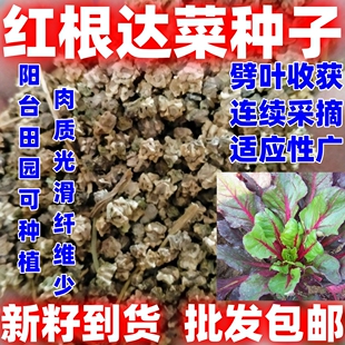红根达种子甜叶菜种子牛皮菜种子甜菜根红波菜种子四季播种子