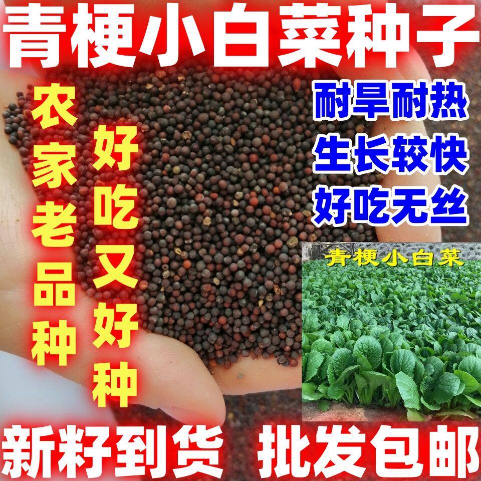 青梗小白菜种子田园阳台庭院小白菜四季小白懒人种植速生好吃好种