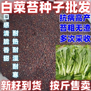 白菜苔种子香甜早熟白菜苔菜种阳台田园蔬菜四季种植白菜心种子