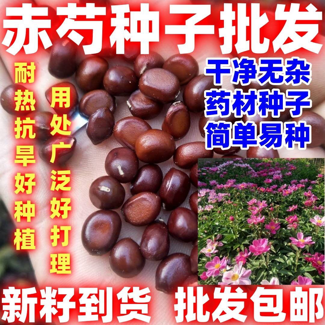 赤芍种子木芍药草芍红芍药毛果赤芍山芍药多年生药材草本用处广泛