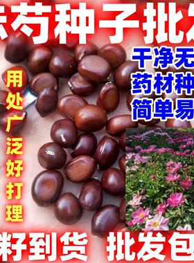 赤芍种子木芍药草芍红芍药毛果赤芍山芍药多年生药材草本用处广泛