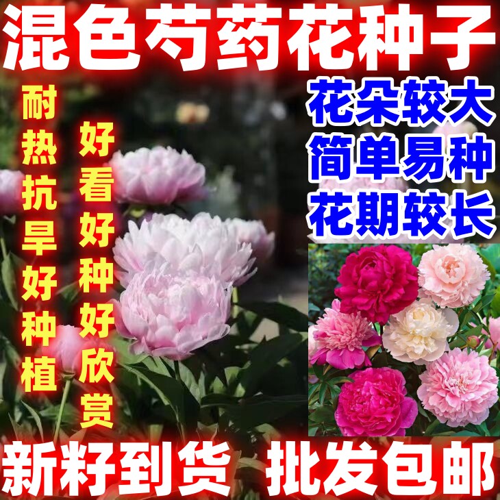 芍药花种子混色大花芍药四季花卉耐寒秋冬高产易活盆栽室内外好看
