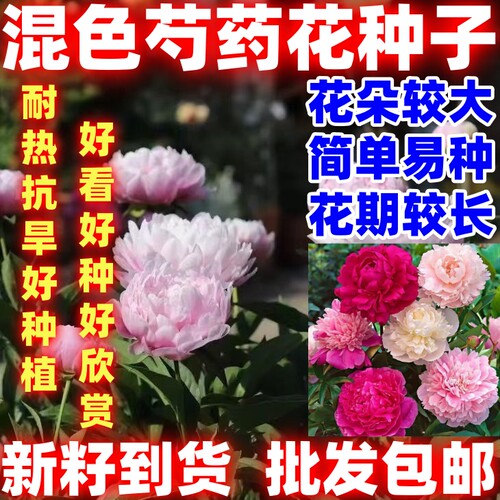 芍药花种子混色大花芍药四季花卉耐寒秋冬高产易活盆栽室内外好看