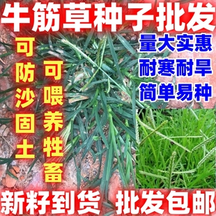 牧草种子牛筋草野草中草药种子老驴拽护坡绿化混合草籽简单易种