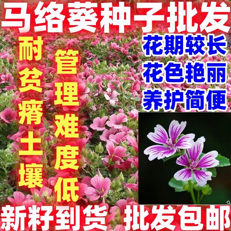 马落葵种子马洛葵锦葵香草籽阳台庭院都可播种四季播种花种籽子