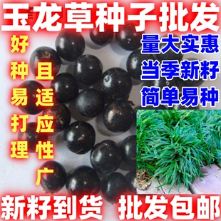 庭院田园观赏性绿植玉龙草种子麦冬草种籽玉龙草种籽包邮四季种