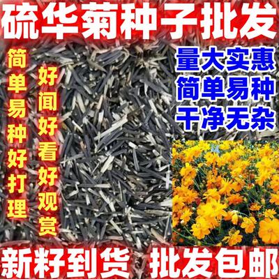 硫化菊种子黄波斯菊花种子黄秋英硫化菊种籽室内好种耐旱耐贫瘠