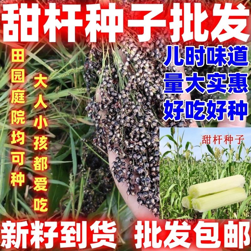 甜杆甜柑种子北方甘蔗种子甜杆种子高糖度甜脆多汁甜棒水果种子