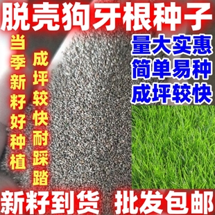 狗牙根草坪子净种子草籽百慕大狗芽根低矮不用修剪耐践踏简单易种