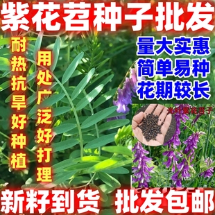 光叶紫花苕种子苕子种毛苕子草籽种子绿肥种籽果园多年生简单易种