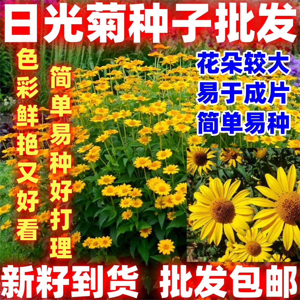 日光菊种子多年生宿根黄色菊花种籽当年开花简单易种耐寒庭院阳台