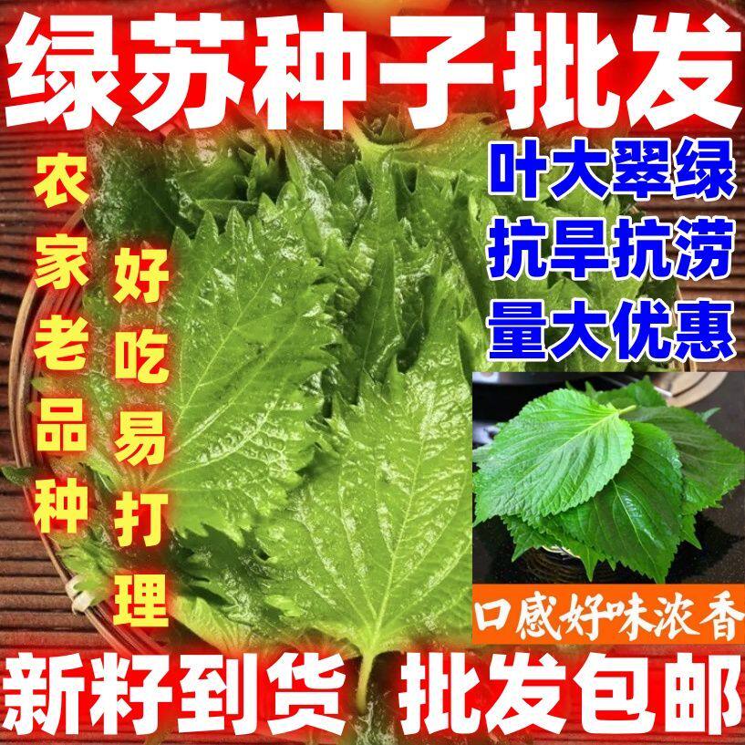 苏子叶种子种籽四季大叶绿苏种子可食用春秋四季种植野菜蔬菜种子