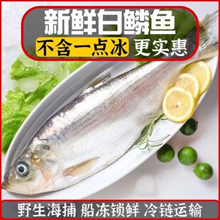 白鳞鱼刚上岸的鲜鱼  做腌制 香煎 红烧 清蒸6斤装