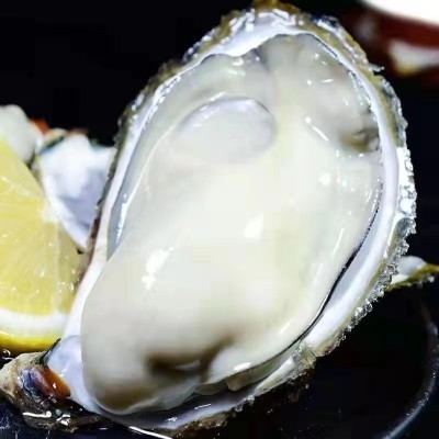 《连云港发货》正宗乳山生蚝包肥生蚝