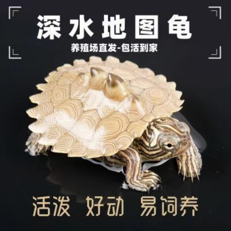 黑瘤地图苗密西西比宠物龟观赏龟冷水龟深水龟鱼缸混养小乌龟活物