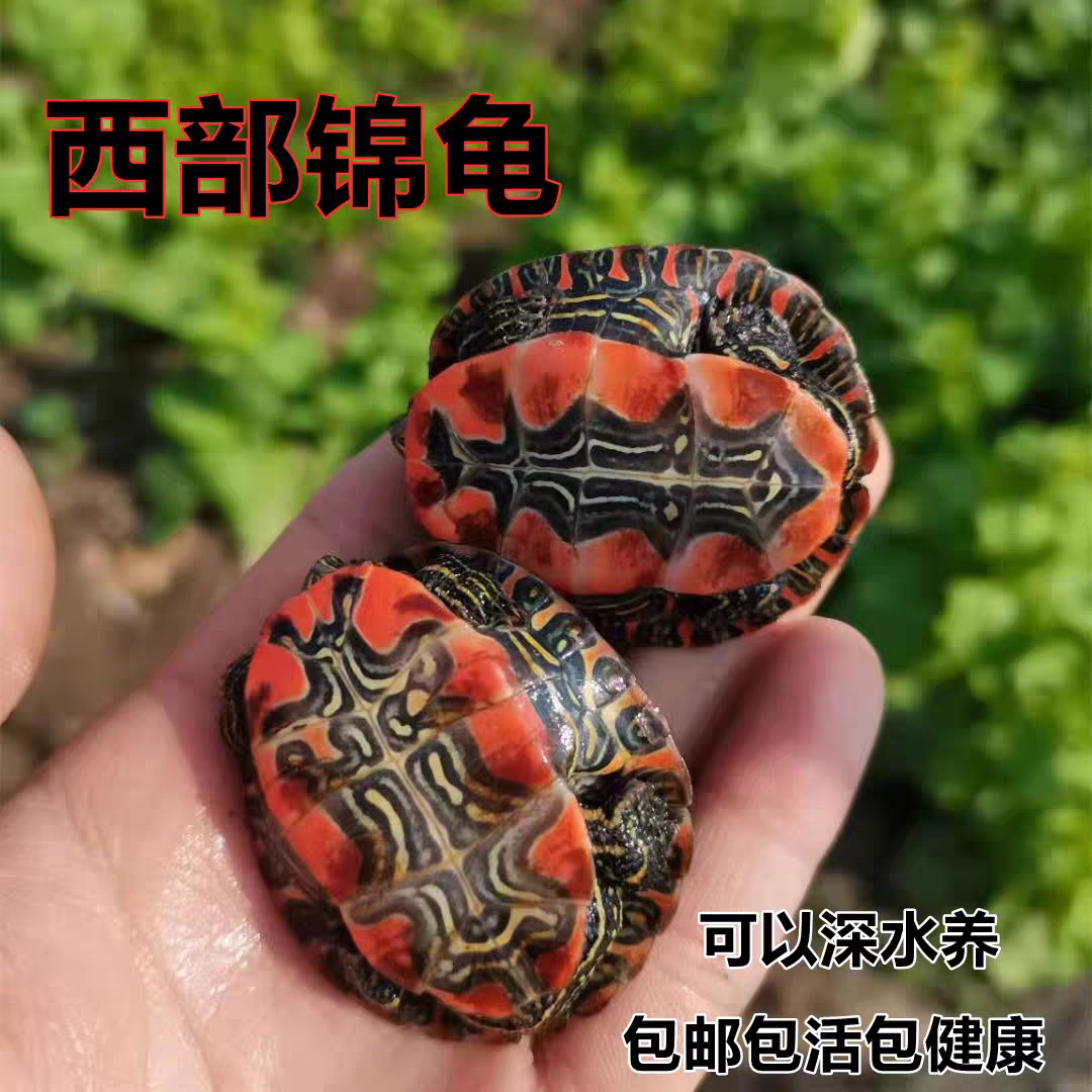西锦龟活物观赏长寿招财情侣深水宠物小鱼缸混养吃鱼粪龟