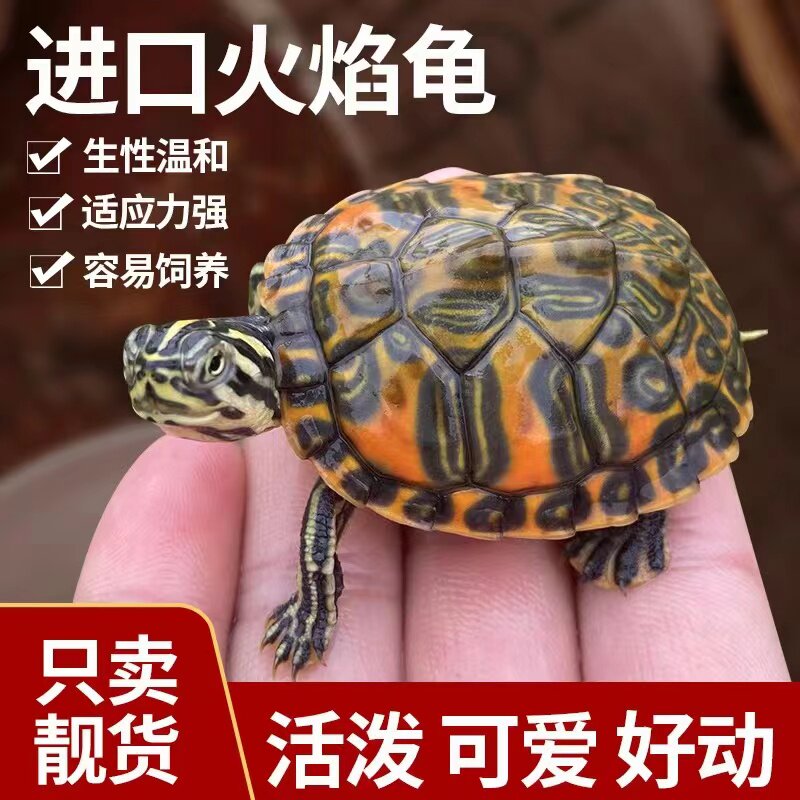 宽纹火焰龟深水龟鱼缸混养小乌龟活物稀有活体宠物吃粪清洁招财龟