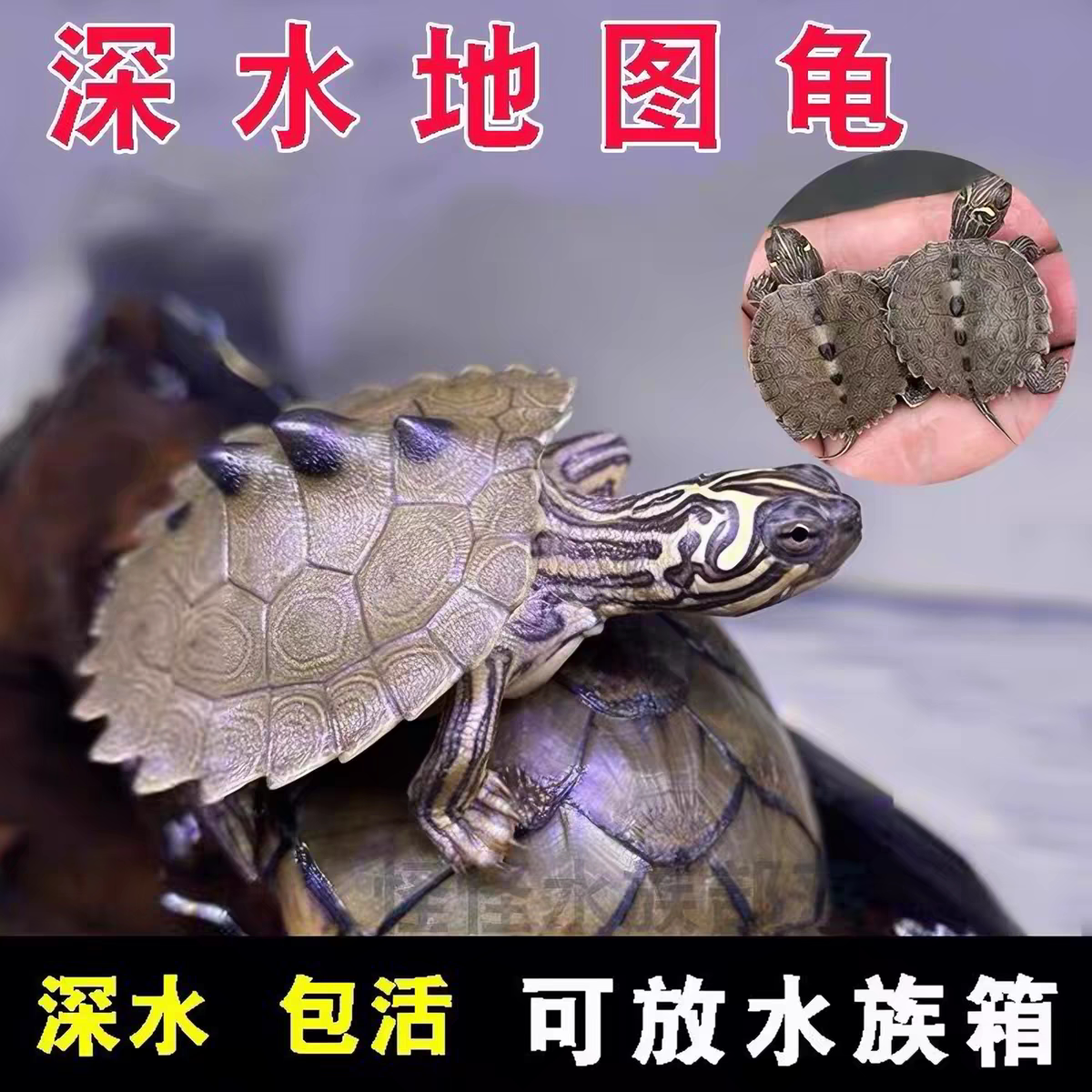 黑瘤地图苗密西西比宠物龟观赏龟冷水龟深水龟鱼缸混养小乌龟活物
