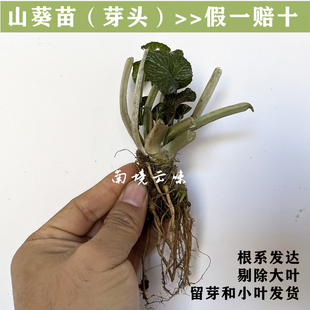 山葵苗 云南新鲜山葵芽头5株 绿植 易养活 裸根苗阳台办公室盆栽