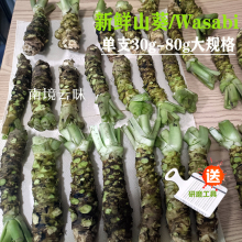 大规格刺身料理瓦萨比纯植物芥末 18根 山葵新鲜现挖500g 约10