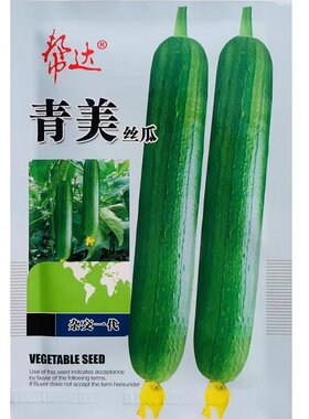 青蛙绿王子丝瓜种子杂交短棒油皮丝瓜种籽绿油丝亮清香丝瓜种子