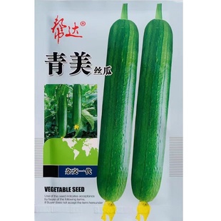 青蛙绿王子丝瓜种子杂交短棒油皮丝瓜种籽绿油丝亮清香丝瓜种子