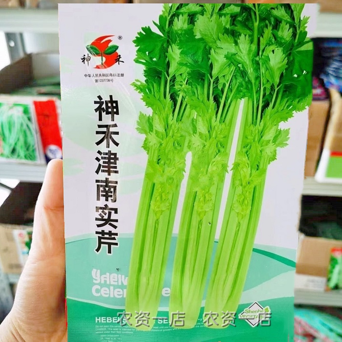 大禹实芹一号芹菜种子津南实芹芹菜种子纤维少脆嫩实心香芹种子
