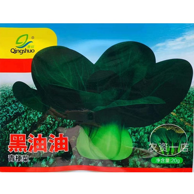 黑油油青梗菜种子 黑小胖矮箕束腰黑绿青菜种子秋季矮脚青菜种子