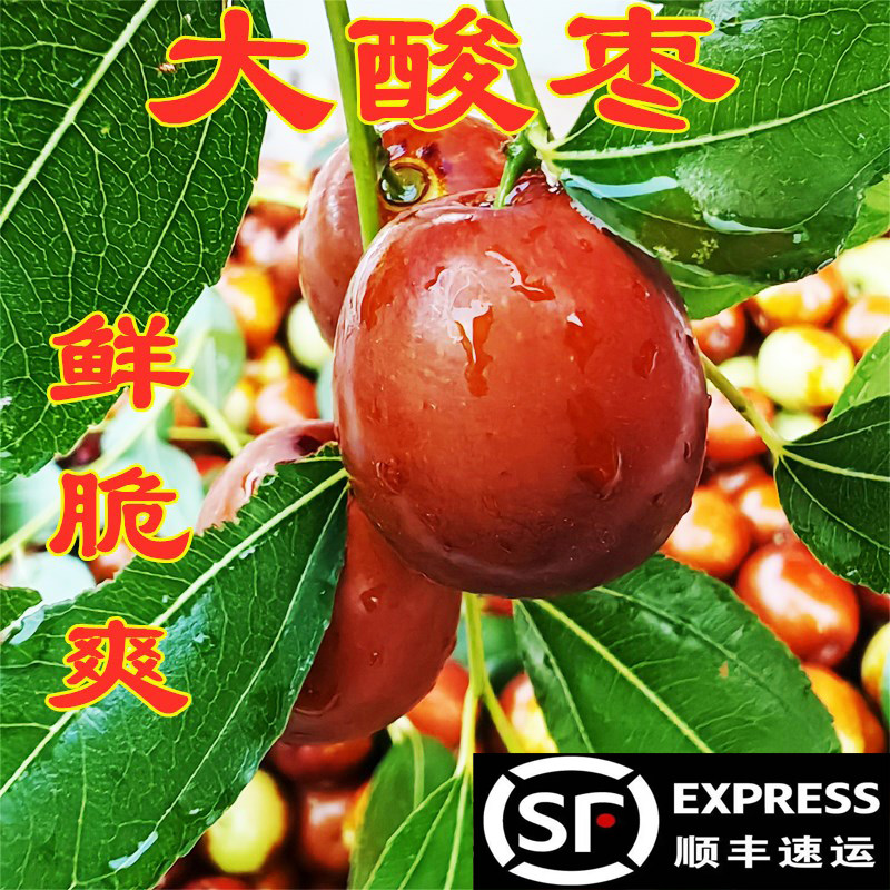 大酸枣大个头山枣新鲜酸枣脆枣顺丰包邮朝阳大枣东北朝阳野生酸枣