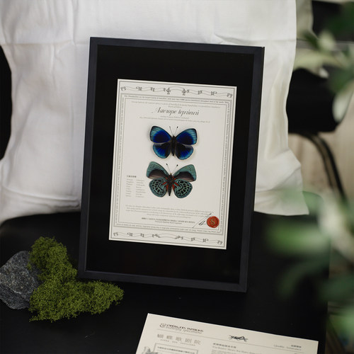红腋星蛱蝶蝴蝶标本复古装饰画