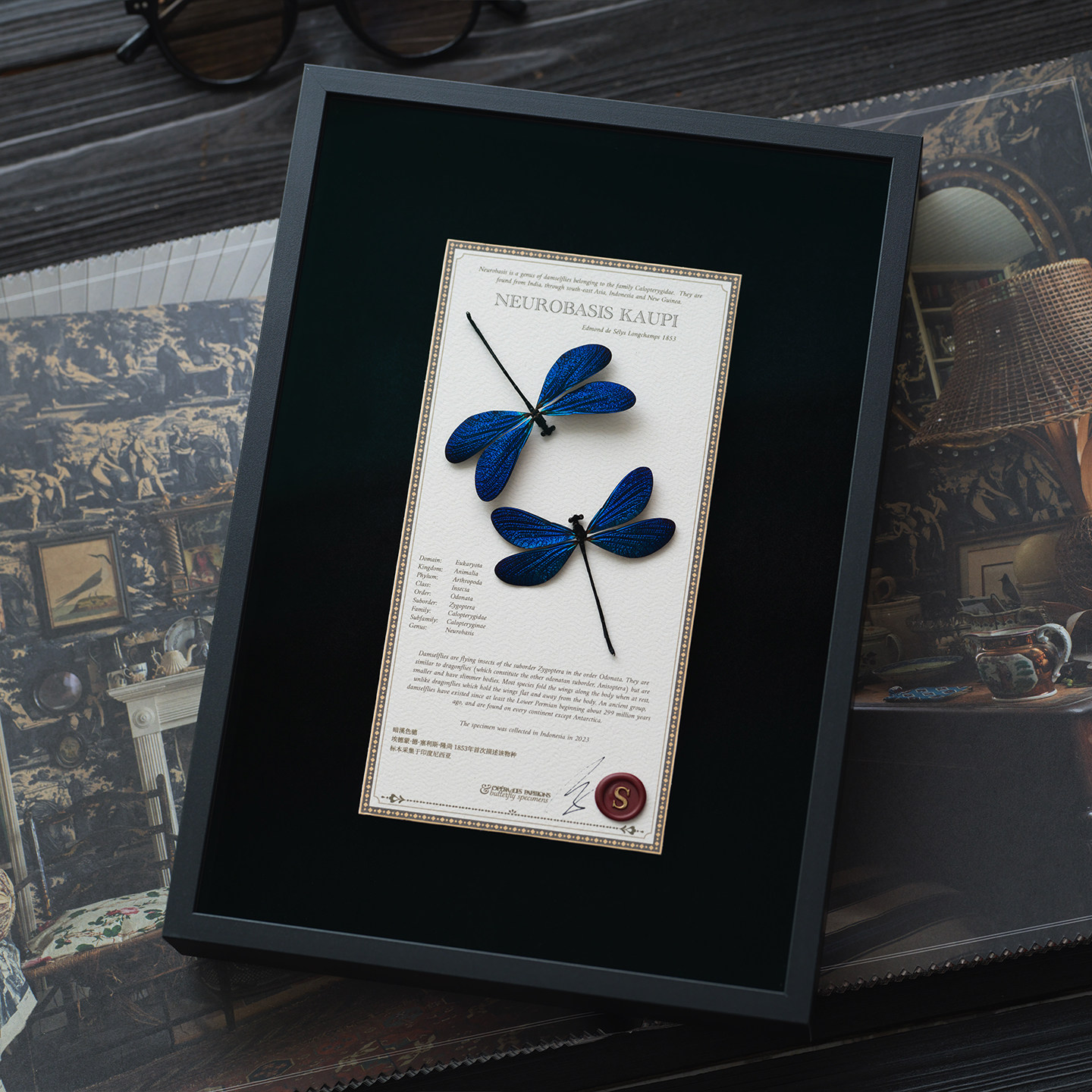 蜻蜓标本蝴蝶标本闺蜜送礼