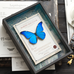 尖翅蓝闪蝶收藏级蝴蝶标本复古创意礼物装饰画工艺品新品送礼装饰