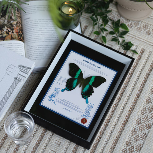 真蝴蝶标本装饰摆件七夕情侣礼物