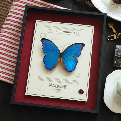 大蓝闪蝶高级品质礼物真蝴蝶标本