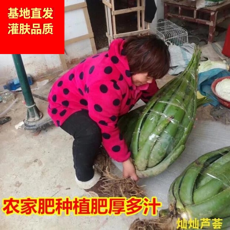 库拉索大芦荟盆栽美容鲜活灌肤