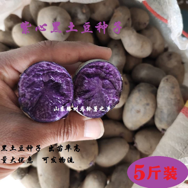 紫心黑土豆种子红心土豆种子脱毒