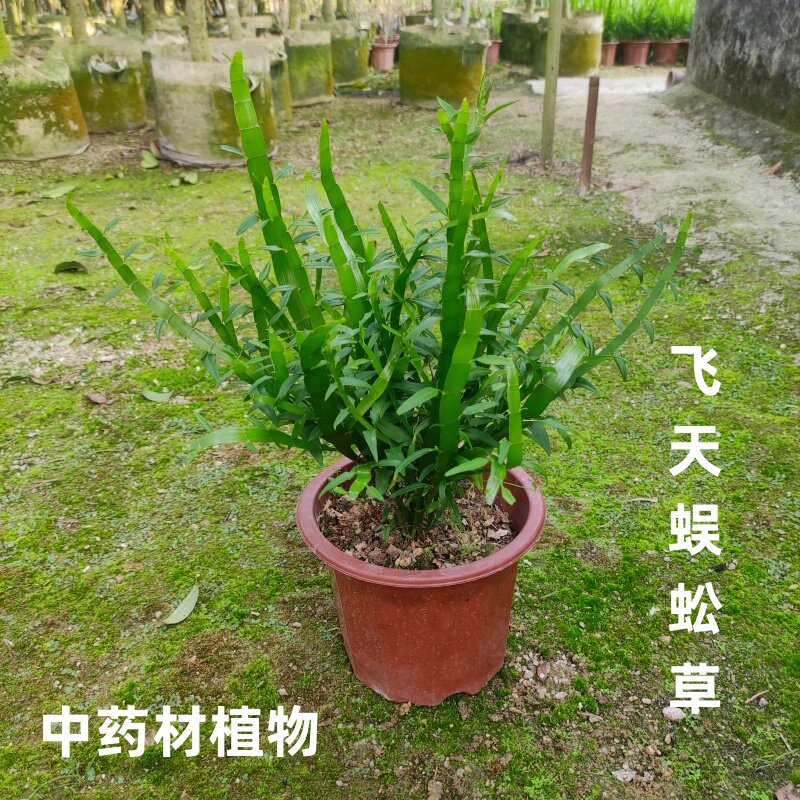 新鲜中药材植物蜈蚣草飞天蜈蚣草盆栽竹节草石石斛神仙盆栽百足