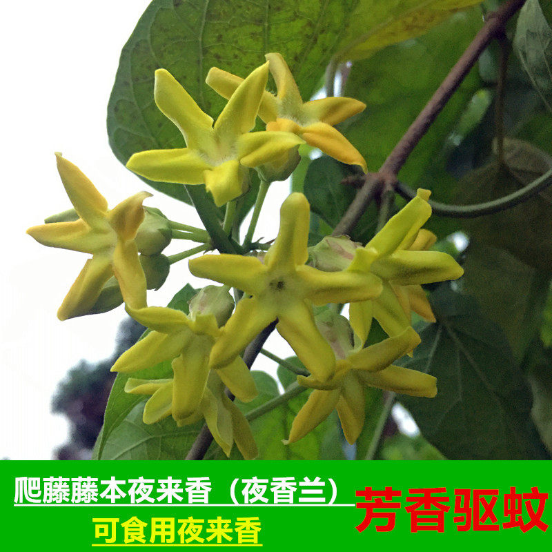 可食用爬藤夜来香植物夏秋季开花庭院阳台驱蚊花夜香兰爬藤九里香