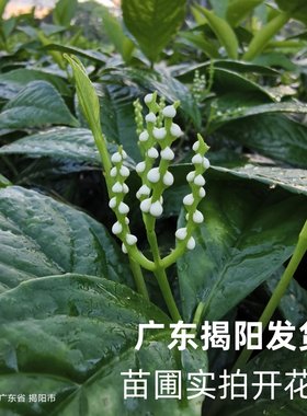 多年生草本客厅珠兰花